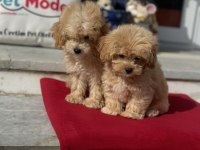 Show kalite ziyarete açık maltipoo yavrularımız