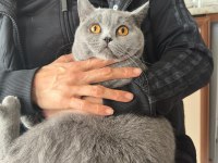 BRİTİSH SHORTHAİR KEDİMİZE ACİL YUVA ARANIYOR