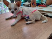 Chihuahua dişi 6 aylık