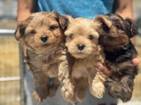 Show kalite tea cup morkie yavrular ziyarete açık