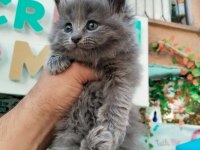 Safkan British Longhair Bebek