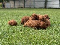 Toy poodle yavrularımız ruhsatlı çiftliğimizden