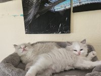 İki Adet Erkek Ragdoll Blue Bicolor Yavrumuz Kaldı