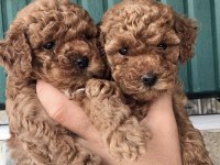 Sevimli Toy Poodle Bebekler