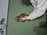 Erkek toy poodle