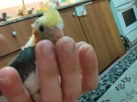 2 aylık sultan papağanı