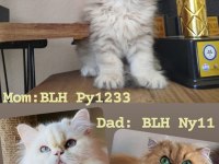CİNNAMON TAŞIYAN ERKEK DİŞİ BRİTİSH LONGHAİR YAVRULAR