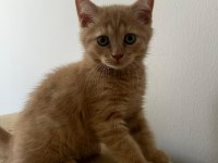 BRİTİSH VE VAN KEDİSİ MELEZ