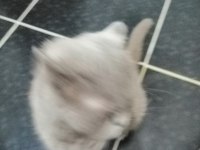Scottish Fold Kedimiz 1 Yaşında