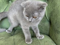 Scottish shorthair