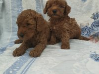 Kaliteli Poodle Yavrularimiz