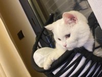 Beyaz british shorthair prenses