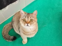 Golden British Shorthair