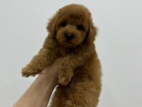 Orjinal TOY Poodle Erkek Yavrumuz Irk Ve Sağlık Garantili
