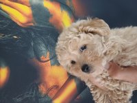 Bir avuç maltipoo mutluluk