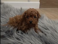 Toy Poodle Yavrularımız