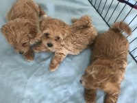 Irk ve sağlık garantili Maltipoo bebekler