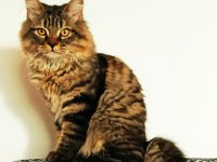 2 YAŞINDA BABALIK TECRÜBELİ FULL AŞILI BAKIMLI ASALET KEDİM