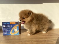 Erkek Pomeranian Boo Micro Boy