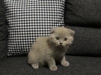 Lilac scottish fold yavrular