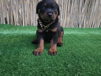 Dev Rottweiler Yavruları Sizlerle