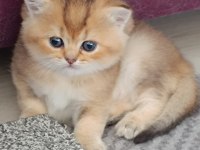 Muhteşem Küçük Arslan British Shorthair Yavrular