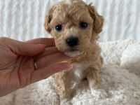 MALTİPOO KÖPEĞİ YAVRULARIMIZ