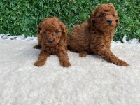 Toy poodle baby
