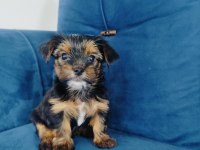 Yorkshire terrier yavrular