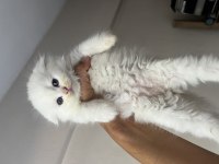 Erkek dişi scottish fold yavrular