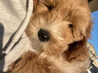 3 Aylık Dişi Maya Orjinal Maltipoo