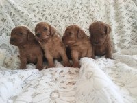 Sevimli ve Oyuncu Toy Poodle Yavrularımız