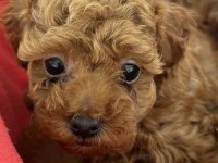 OYUNCAK BOY ORJİNAL KORE KAN TOY POODLE DIŞI YAVRULARIMIZ