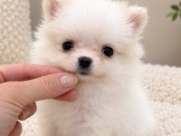 Micro Mini Boy Dişi Pomeranian Boo