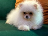 Kar Beyaz Ayı Suratlı Garantili Pomeranian Yavrularımız