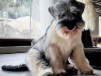 FCI secereli Schnauzer yavruları