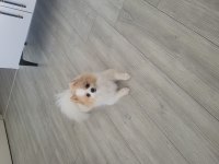 45 günlük saf pomeranian anne ve babası bizim yavrumuz
