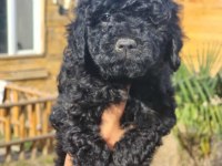 Siyah poodle