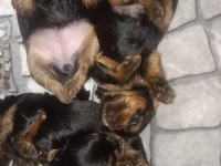 Terrier yorkshire terrier safkan (1,5 aylık)