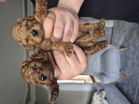 Toy Poodle Erkek Yavrular
