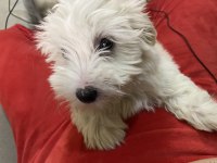Dünyanın en tatlı canlısı maltipoo köpeğimiz