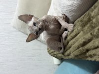 Yavru sphynx