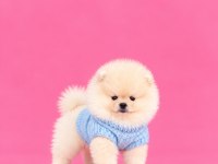 Orijinal Ayı Sürat Pomeranian Boo