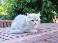Safkan blue golden yavru kedimiz