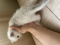 45 günlük scottish fold yavrular iletişime geçebilirsiniz