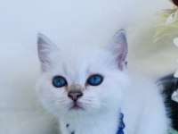 British shorthair ve longhair yavrular sahiplendirilecektir