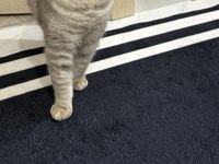 BRİTİSH SHORTHAİR KEDİMİZİ SAHİPLENDİRİYORUZ
