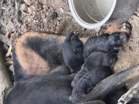 Doberman a kalite köpekler