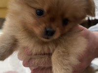 2 aylık yavrular sahiplendirmeye hazır pomeranian boo