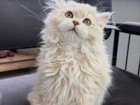 Cy11 Anne Baba Şecereli British Longhair